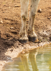 A dirty hoof is reflected in the water