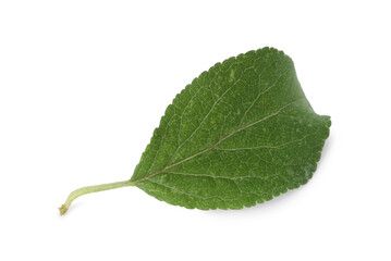 One green plum leaf isolated on white