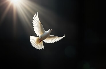 White dove flies with open wings against black background. Light shines from above. Dove peace, spirituality. Spiritual concept. Faithful bird soars. Religious imagery. Light leads to heaven. Symbol