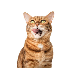 Contented ginger cat licks lips.