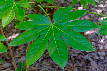 青々としたヤツデの葉