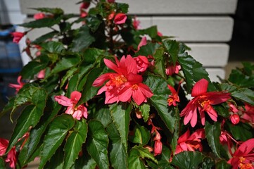 
Detail of blooming pink begonia in the pot