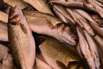 Bars et merlus sur l'étal d'une poissonnerie