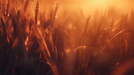 Vibrant sunset over a golden wheat field with ripe ears, showcasing intricate details perfect for autumn agricultural themes and banner displays.