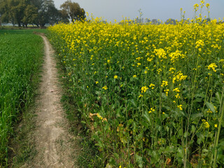 Obraz premium the road of mustard field, Indian village mustard field road