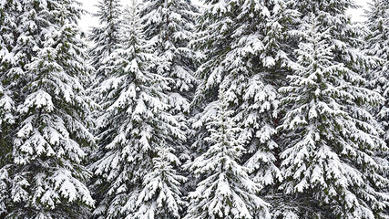 snow covered trees in the forest, Pine trees covered in snow
