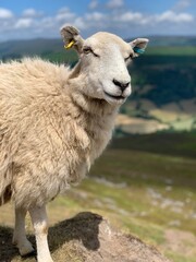 Herdy Sheep
