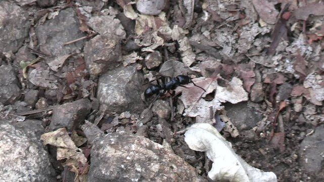 grosse fourmis dans le Parc National Kruger, Afrique du Sud