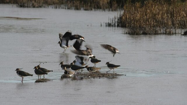 Northern Lapwing, Vanellus vanellus  and Yellow Legged Gull, Larus michahellis, birds on ice at winter on frozen marshes
