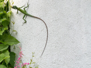 Green chameleon on a white painted wall in Sri Lanka
