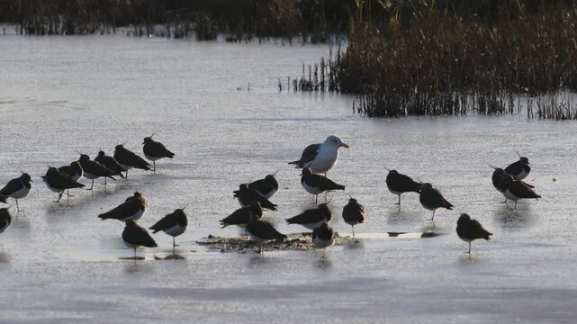 Northern Lapwing, Vanellus vanellus  and Yellow Legged Gull, Larus michahellis, birds on ice at winter on frozen marshes