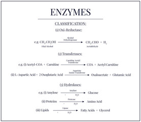 Enzymes and its Classification