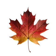 Fototapeta premium A maple autumn leaf illustration with on white background 