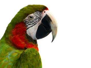 Obraz premium portrait large green macaw, (ara ambigua). isolated on white background