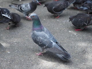 Fototapeta premium Pigeon is standing prominently on a sidewalk along with others