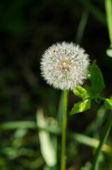 Common Dandelion (Taraxacum officinale ) "blowball" close up in green background