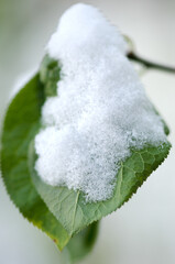 Snow covered tree branch. Winter