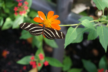 Heliconius charithonia, zebra longwing butterfly