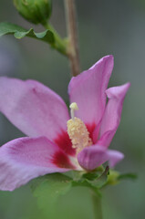 Obraz premium Pink Common Hibiscus flower up close, background blurred