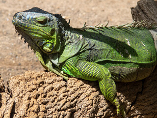 Obraz premium Green IguanaIguana iguana