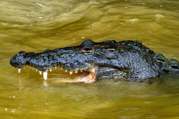 Wild crocodile in Yucatan Las coloradas laguna river Mexico