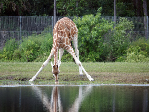 Giraffe drinking water