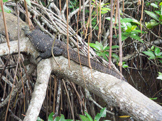 A monitor lizard having a rest on a tree at Bentota river jungle in Sri Lanka.