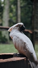 cockatoo on the tree