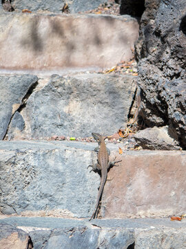 Gallot's lizard in Gran Canaria, Canary Islands