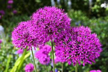 Obraz premium Giant onion flower, or Allium giganteum, in a garden