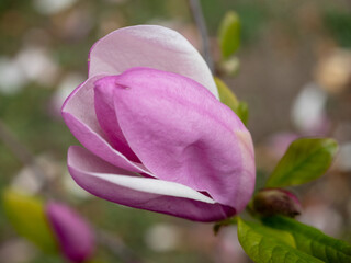 Close up image of a pink magnolia flower