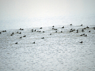 Birds on Mihailesti lake, Romania forming a musical scale like pattern. Mihailesti is a dam lake near Bucharest, built on Argeș river.