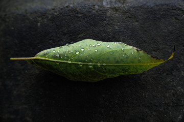Close up view of green leaf with transparent small drops of water on black wall background; beautiful natural texture