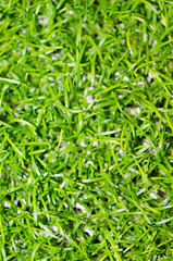 Fototapeta premium Close up of vegetable seedling