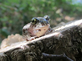 frog on a stump in the forest