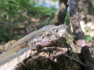 glowing frog on a tree stump in the forest in summer