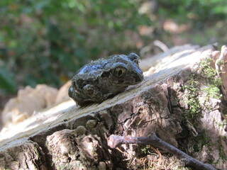 Obraz premium sad frog on a stump in the forest