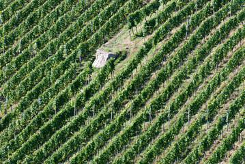 Green hill vineyard aerial view