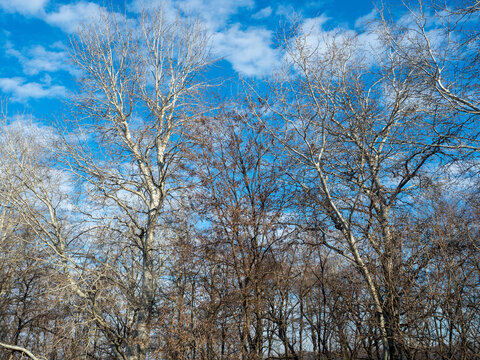 Leafless trees on a forrest near Mihailesti lake, Romania, Ilfov county.