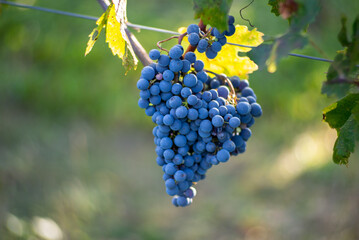 Bunch of blue grapes in the vineyard. Cabernet Franc grapes for making red wine in the harvesting.