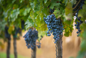 Bunch of blue grapes in the vineyard. Cabernet Franc grapes for making red wine in the harvesting.