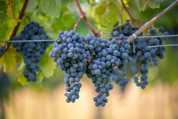 Bunches of blue grapes in the vineyard. Cabernet Franc grapes for making red wine in the harvesting.