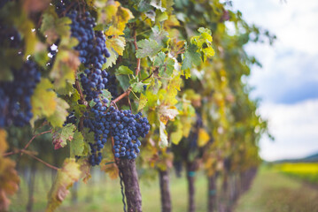 Bunches of blue grapes in the vineyard. Cabernet Franc grapes for making red wine in the harvesting.