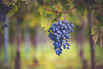 Bunch of blue grapes in the vineyard. Cabernet Franc grapes for making red wine in the harvesting.