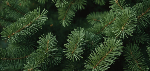 Pine tree branches - background