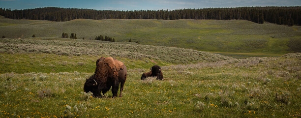 Buffalo on pasture in Yellostowne Park