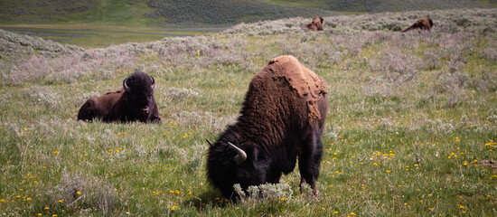 american bison in the field