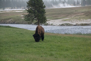 Buffalo on pasture in Yellostowne Park