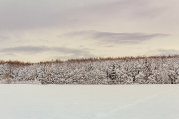 Landscapes - Forest - Europe, Romania, Suceava region