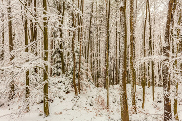 Naklejka premium Landscapes - Forest - Europe, Romania, Suceava region